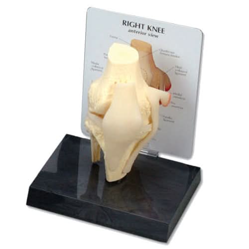 Basic Knee Model — MEDELCO