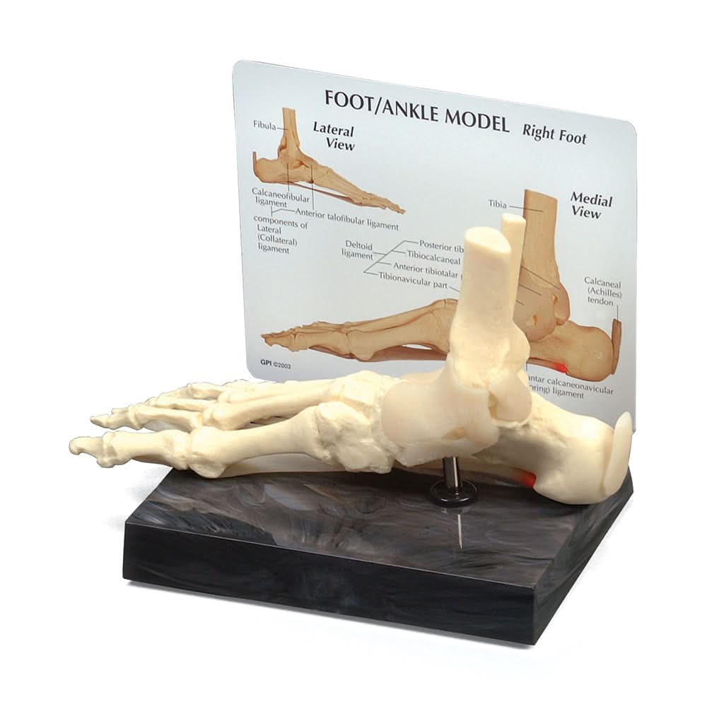 Foot & Ankle Model — MEDELCO
