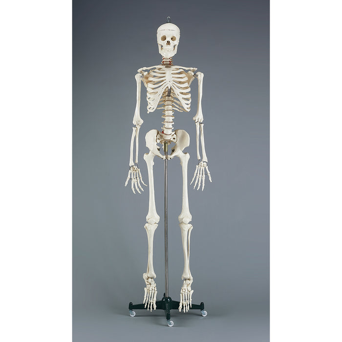 Budget Bucky Skeleton