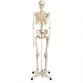M. Plain Skeleton