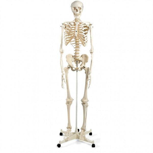 Mr. Plain Skeleton