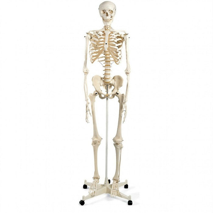 LE SQUELETTE HUMAIN (HUMAN SKELETON- Esqueleto humano) – MEDIFUTUR