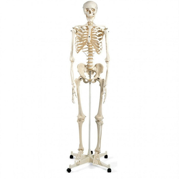 Mr. Plain Skeleton