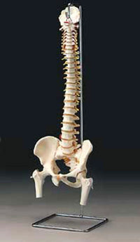 Vertebral Column with Femoral Heads with stand