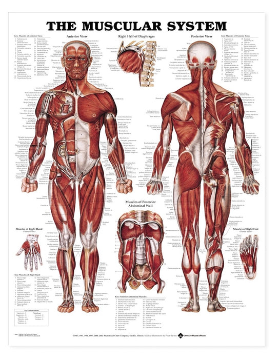 Muscular System Chart