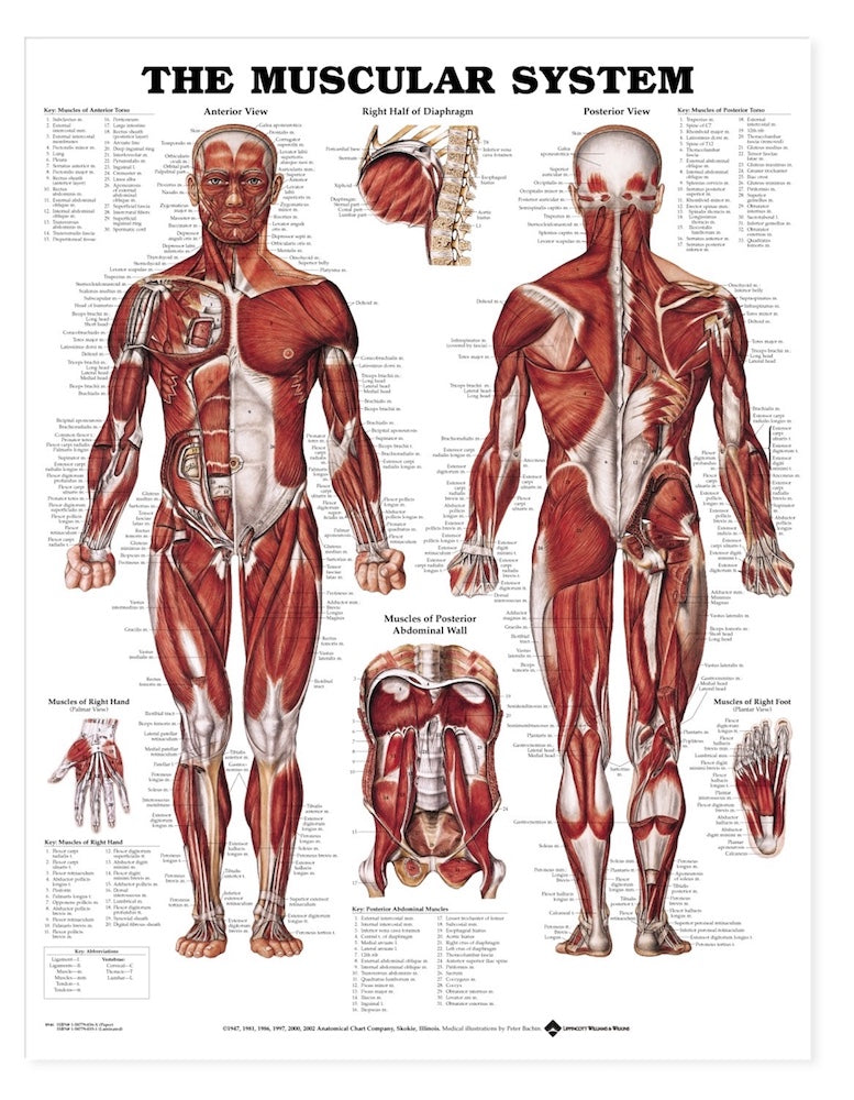 Modèle Anatomique Du Corps Humain Avec Systèmes Musculaire Et