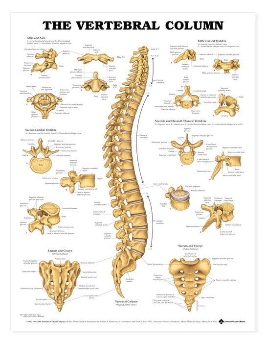 Vertebral Column Chart