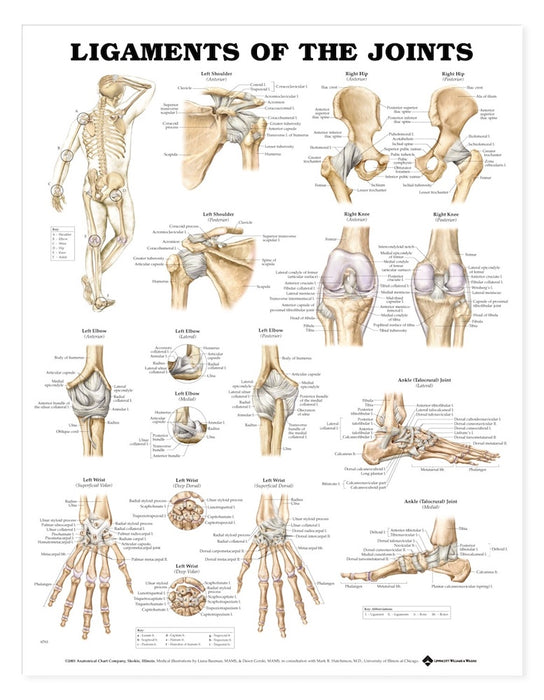 Ligaments of the Joints Chart