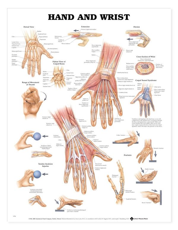 Hand & Wrist Chart