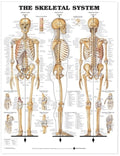 Tableau du système squelettique