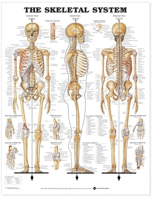 Skeletal System Chart