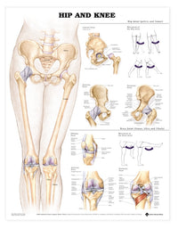 Graphique de la hanche et du genou