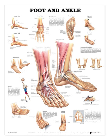 Foot & Ankle Chart