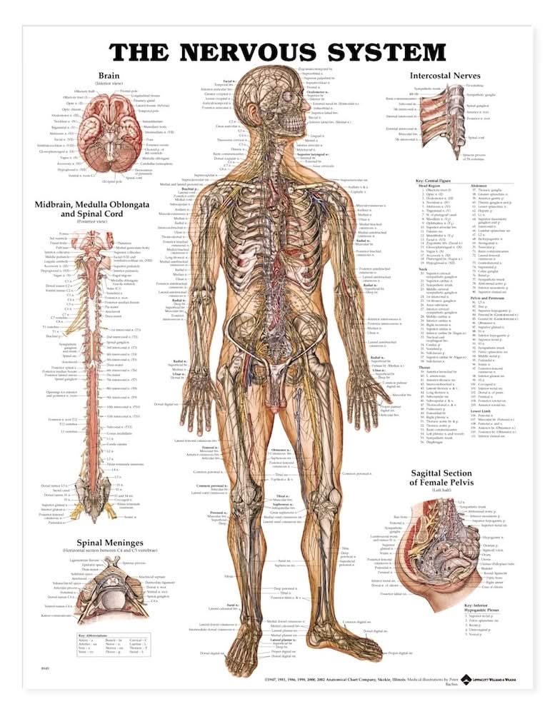 Nervous System Chart — MEDELCO