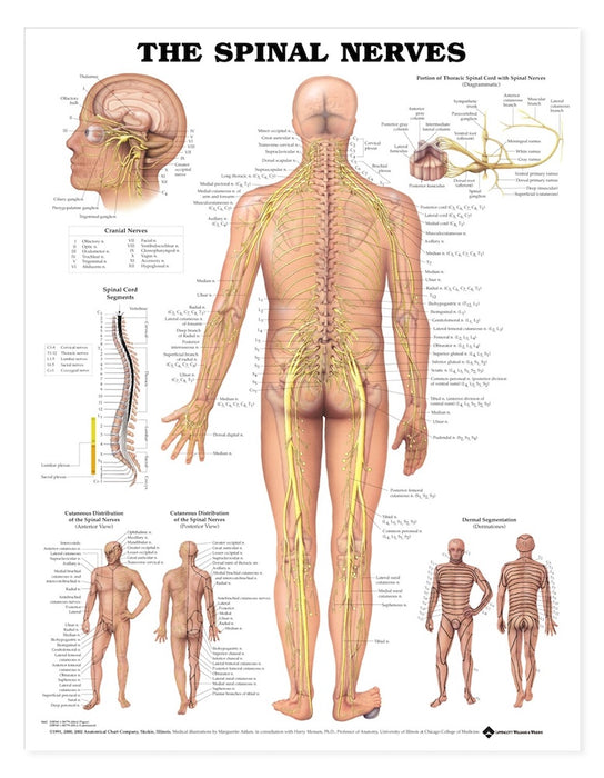 Spinal Nerves Chart