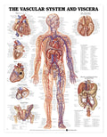 Tableau du système vasculaire et des viscères