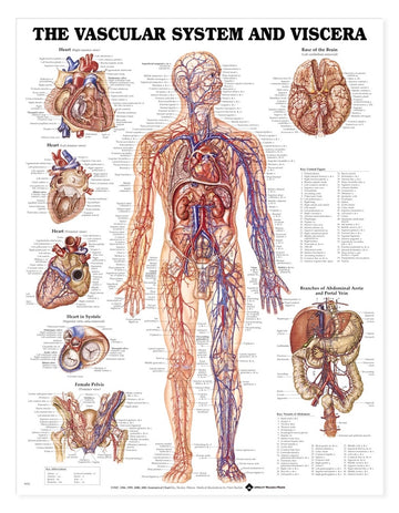Vascular System & Viscera Chart