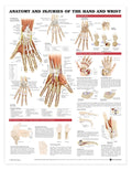Anatomy & Injuries of the Hand and Wrist Chart