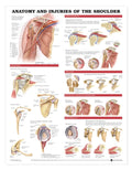 Anatomy & Injuries of the Shoulder Chart