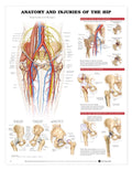 Anatomie et blessures de la hanche