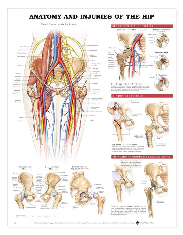 Anatomy & Injuries of the Hip Chart