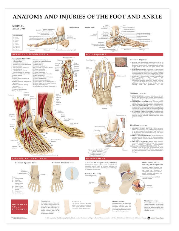 Anatomy & Injuries of the Foot and Ankle Chart